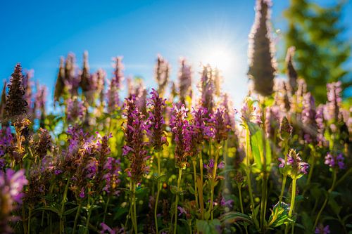 Bloesem in de middagzon