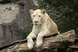 Weiße Löwin von Martin Smit