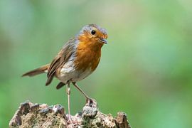 Robin by Merijn Loch