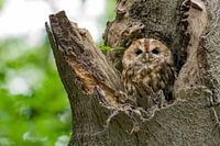 Tawny owl portrait with green background