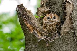 Tawny owl portrait with green background by Jamey Grovell