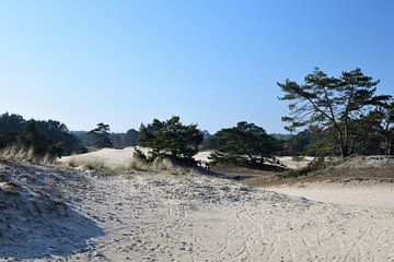 La nature sur les dunes mouvantes sur Gerard de Zwaan