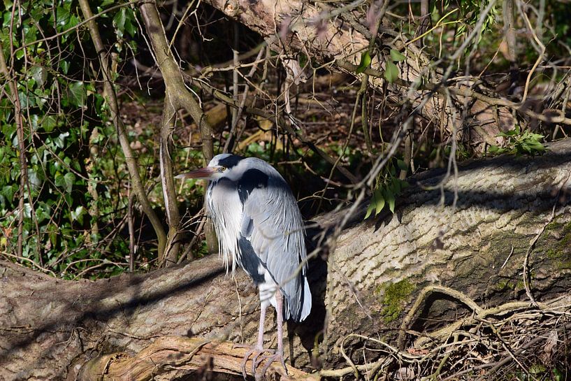 Haagse Reiger by Chimzoe.