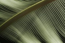 Close Up Voice by Walljar