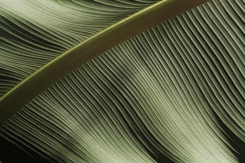 Close Up Voice by Walljar