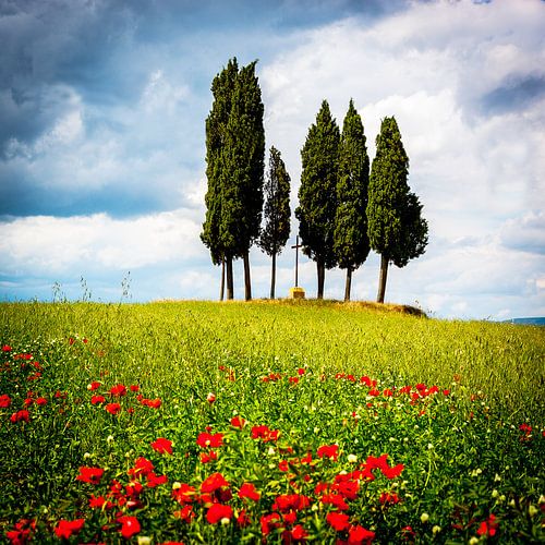 Cypresses in poppy field Tuscany.