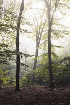 Ein geheimnisvolles Dreiergespann #2