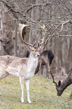 Can you see me? by Louise Poortvliet