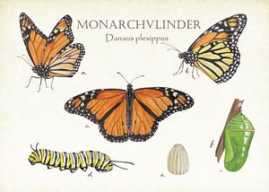 Monarch butterfly by Jasper de Ruiter