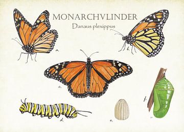 Papillon monarque sur Jasper de Ruiter