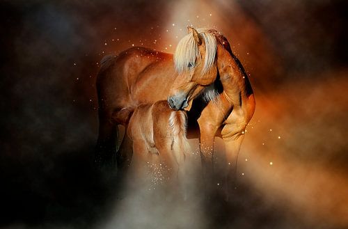 Beautiful horses