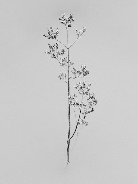 Au milieu des fleurs 23 par Teis Albers