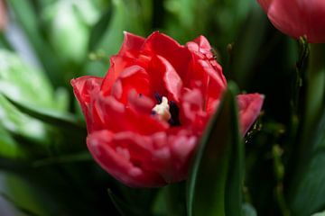 Rode tulpenbloesem van Petra Dreiling-Schewe