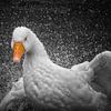 "Geese" (Part 1) by Pascal Raymond Dorland