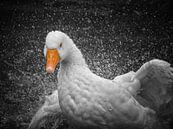 "Geese" (Part 1) by Pascal Raymond Dorland thumbnail