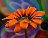 Een carnaval van kleuren achter de bloem van Jolanda de Jong-Jansen thumbnail