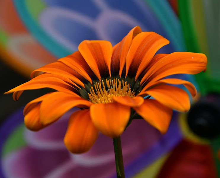 Een carnaval van kleuren achter de bloem van Jolanda de Jong-Jansen