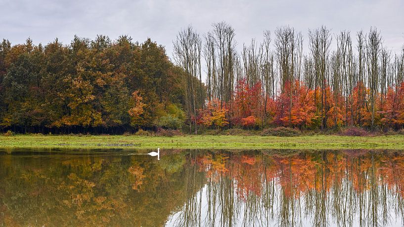 Der Schwan schwebt in der bunten Herbstlandschaft der Horsterwold. von Jenco van Zalk