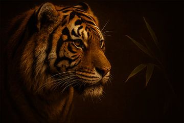 Tijger – Schaduw en Stilte van Bert Quaedvlieg