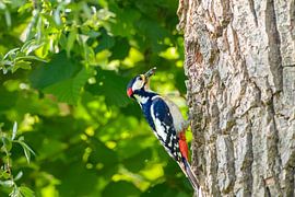 Grote bonte specht voedt een jong in zijn hol in een boom van Sjoerd van der Wal Fotografie
