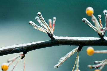 Branche couverte de glace (hiver)