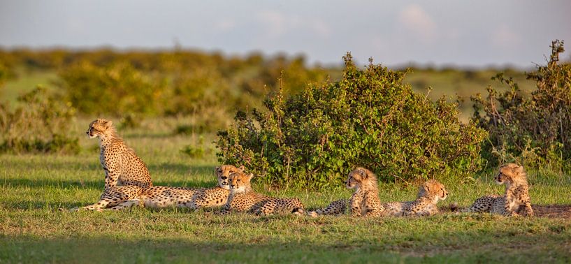 Gepardenfamilie von Peter Michel