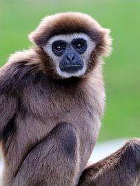 Withandgibbon by Edwin Butter