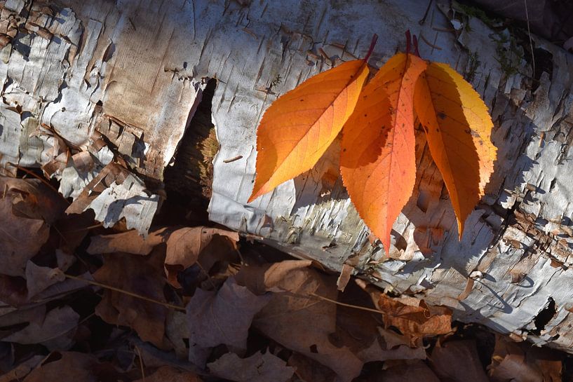 Autumn leaves in the forest by Claude Laprise