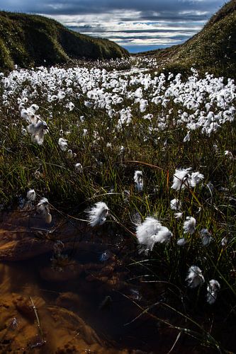 Veenpluis in IJsland