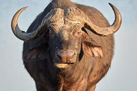 Cape Buffalo in Africa by Jolene van den Berg
