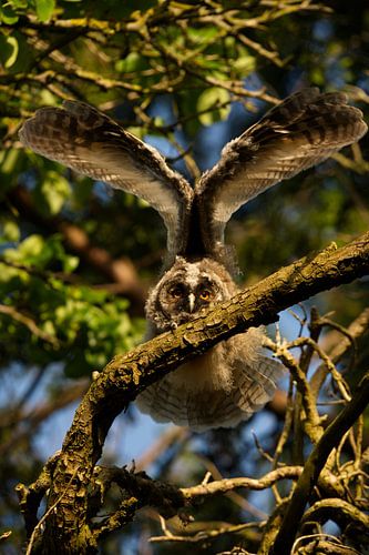 A young long-eared owl in the evening sun, part 3 by Hilde Remerie Photography and digital art