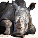 Relaxed rhino by Sharing Wildlife thumbnail