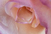 Macro rose