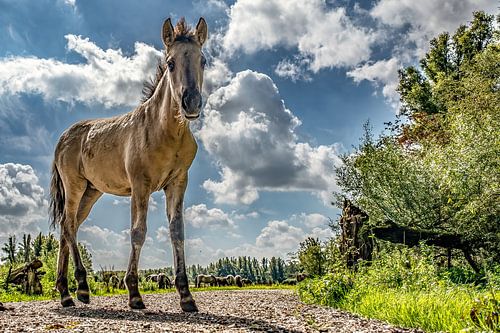Das Pferd des Königs