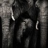 Elefanten schwarz und weiß von Bert Hooijer
