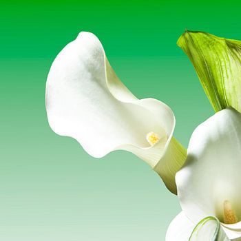 Witte calla's