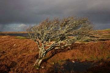 Eenzame boom in Ierland