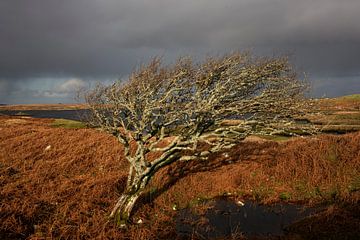 Arbre solitaire en Irlande sur Bo Scheeringa Photography