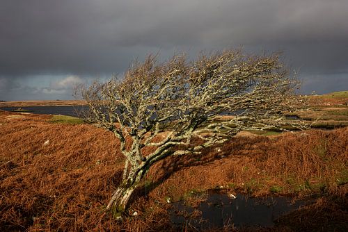 Eenzame boom in Ierland