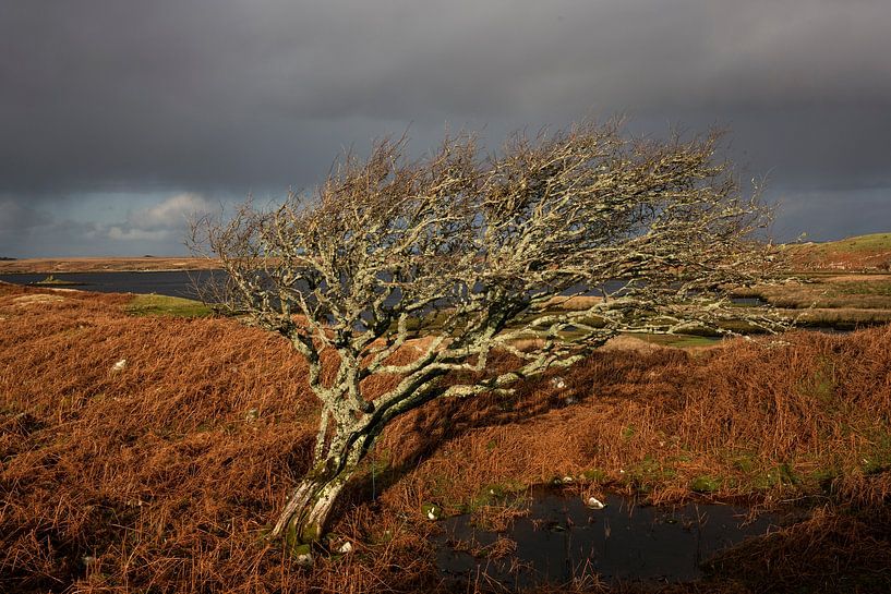 Einsamer Baum in Irland von Bo Scheeringa Photography
