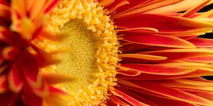 Panorama einer Nahaufnahme einer gelb-orangefarbenen Gerbera
