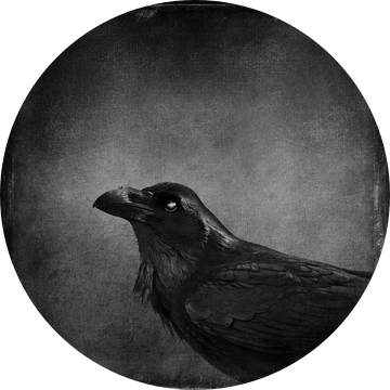 Mysterieus portret van een raaf