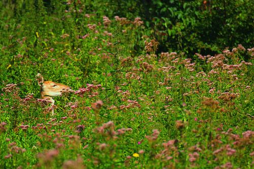 Ree tussen de bloemen