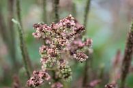 rosa Herbstblume von Tania Perneel Miniaturansicht