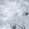 Tussilage Fluff macro shot sur Rene du Chatenier