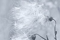 Fluff coltsfoot macro shot