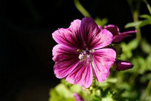 Nederland | Zomerse roze bloem | Natuurfotografie