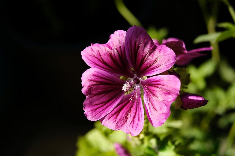 Nederland | Zomerse roze bloem | Natuurfotografie van Diana van Neck Photography