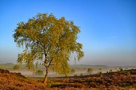 Sunrise over a heather landscape by Sjoerd van der Wal Photography
