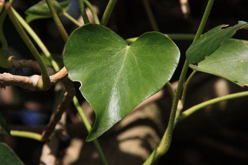Liefde uit de natuur by Loorsin